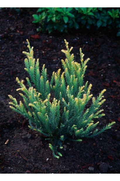 Sequoia sempervirens Adpressa фото